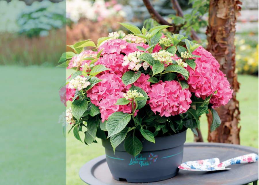 Hortensia macr Forever & Ever Roze