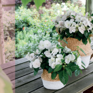 Hortensia hybr. Runaway Bride