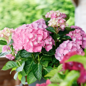 Hortensia macrophylla Roze