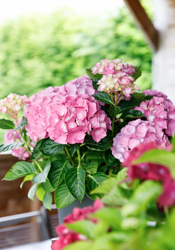 Hortensia macrophylla Roze