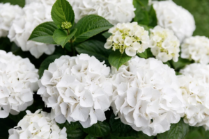 Hortensia macr. Wit