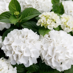 Hortensia macr. Wit