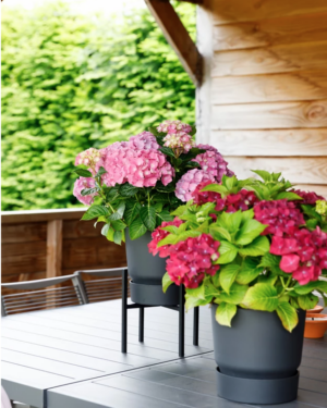 Hortensia macrophylla Magical Amethyst Roze incl. pot 