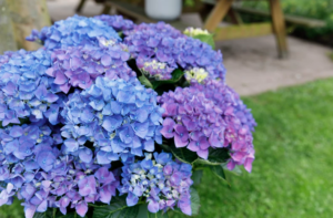 Hortensia macr Forever & Ever Blauw