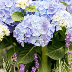 Hortensia teller Forever & Ever blauw