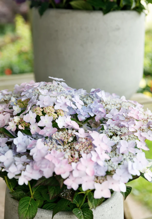 Hortensia teller Forever & Ever Roze incl. pot