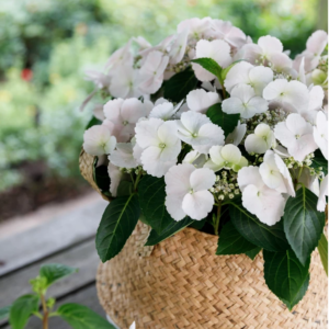 Hortensia teller Forever & Ever Wit incl. pot