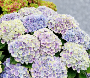 Hortensia macr Magical Amethyst Blauw