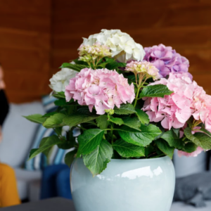 Hortensia macr. Endless Summer in soorten