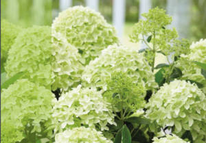 Hortensia pan White light