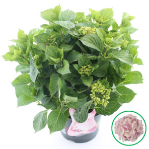 Hortensia macrophylla Music Collection Soft Pink Salsa incl. pot