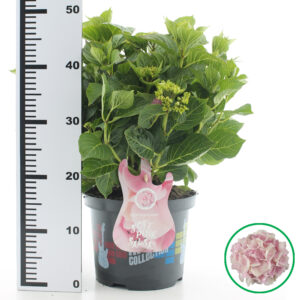 Hortensia macrophylla Music Collection Soft Pink Salsa incl. pot