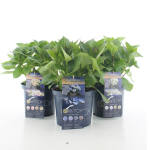 Hortensia macrophylla (S)'witch in soorten incl. pot