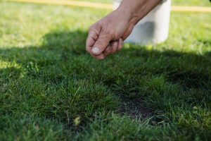 Wat is gras doorzaaien