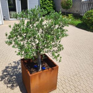 cortenstalen-plantenbak