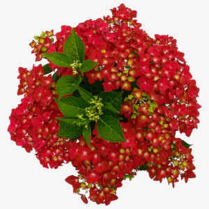 Hortensia macr. Forever & Ever Rood