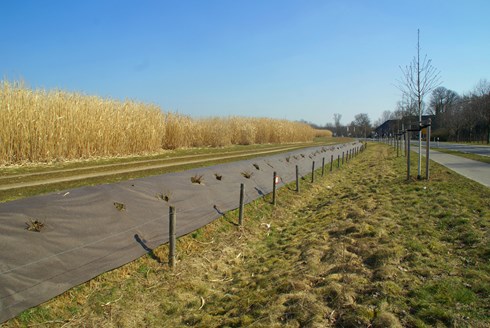 RootBarrier® BioCovers® 157 g/m² 50 mtr 400cm x 30cm