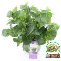 Hortensia Magical Amethyst Blauw