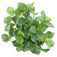 Hortensia macrophylla Magical Amethyst Blauw incl. pot