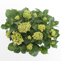 Hortensia Music Collection Blue Ballad