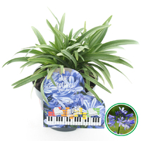 Agapanthus Music Collection