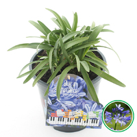 Agapanthus Music Collection