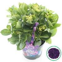 Hortensia Music Collection Deep Purple Dance