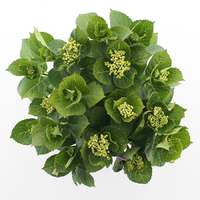 Hortensia macrophylla Music Collection Deep Purple Dance incl. pot
