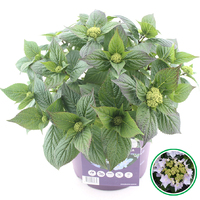 Hortensia teller Forever & Ever Blauw incl. pot