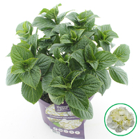 Hortensia macrophylla Forever & Ever Wit incl. pot