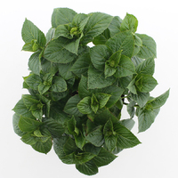 Hortensia Forever & Ever Wit