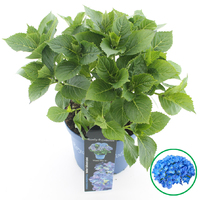 Hortensia macrophylla Royalty Collection in soorten incl. pot