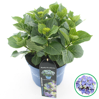 Hortensia macrophylla Royalty Collection in soorten incl. pot