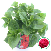 Hortensia macrophylla Rood incl. pot