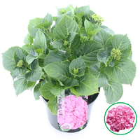 Hortensia macrophylla Roze incl. pot