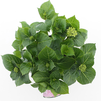 Hortensia Roze