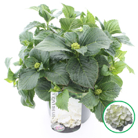 Hortensia macrophylla Wit incl. pot