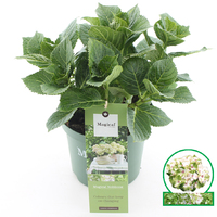 Hortensia macrophylla Magical Noblesse incl. pot