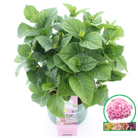 Hortensia Magical Revolution Roze