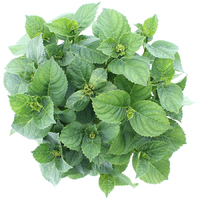 Hortensia macrophylla Magical Revolution Roze incl. pot