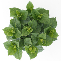 Hortensia macr. Magical Revolution Blauw