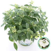 Hortensia hybride Runaway Bride incl. pot