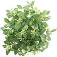 Hortensia hybr. Runaway Bride