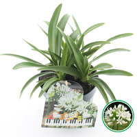 Agapanthus Music Collection