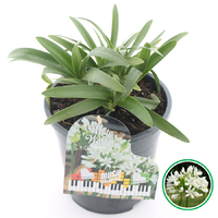 Agapanthus Music Collection
