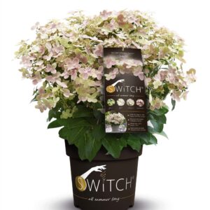 Hortensia macrophylla (S)'witch in soorten incl. pot
