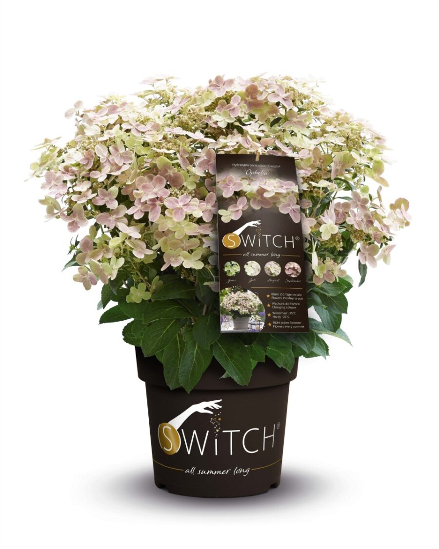 Hortensia macrophylla (S)'witch in soorten incl. pot