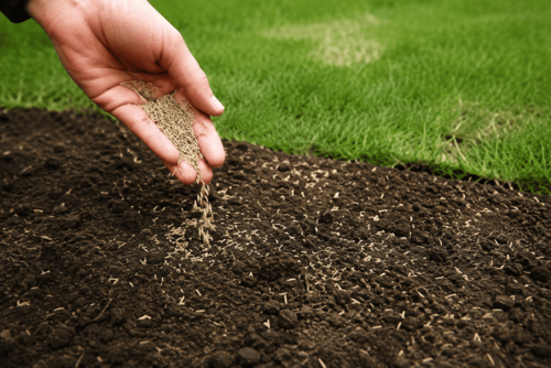 wanneer kun je het gras zaaien